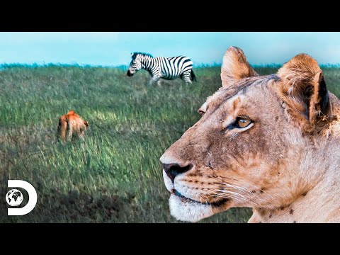 Depredadores por naturaleza en África: el león | Supervivencia Salvaje | Discovery Latinoamérica