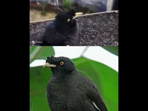 Majna chochlatá (Acridotheres cristatellus) — video o speve a chove