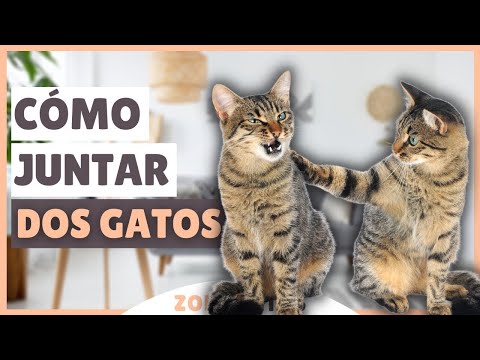 Cómo JUNTAR A DOS GATOS 🐱🐱 [paso a paso]