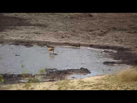 Djuma: Water Monitor Lizard - 13:26 - 11/21/19