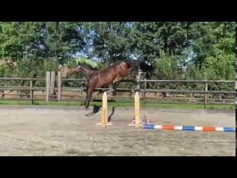 Marsino: Diamant de Semilly x Ustinov x Numero Uno