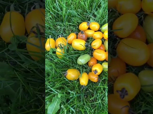 Стандарт поставки видео №1 Томат F1 Финик желтый