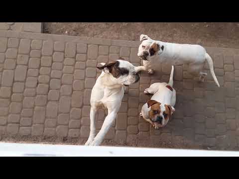 Carpen Diaz Yamina, Absolut, Ariel, DJ