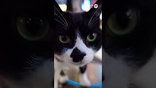 ルンバくろ #生成ai #cat #猫 #shorts