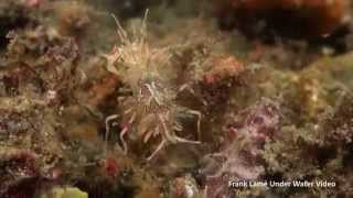 preview picture of video 'Shrimps and crabs of the Lembeh Strait'