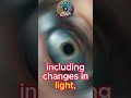 Human Eye Pupil Dilation #eyes  #pupil