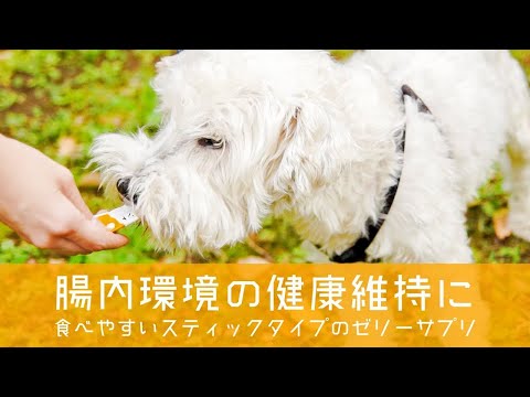 犬用のビタミンと補助食品