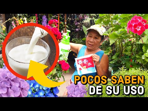 Milk and its uses that are a treasure for plants - Fungicide with milk | Insecticide, Fungicide