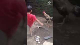 Download lagu bocil dipatuk ayam 🤣🤣🤣 mp3