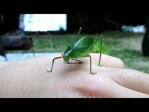 Little green bug cleaning its tiny feets