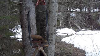 preview picture of video 'American Marten in the Wallowa Mountains'