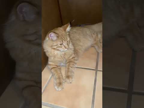 Leo the Shelter Maine Coon Kitten is a cool cat