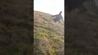 Download lagu When you look into the sun! ##birdhunting #chukar #hunting #pheasant #pointer #shorts #short mp3 Download lagu When you look into the sun! ##birdhunting #chukar #hunting #pheasant #pointer #shorts #short mp3