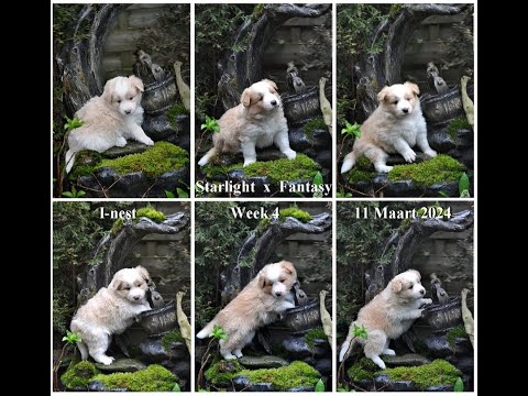 Starlight x Fantasy I-nest week 4