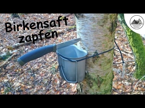 , title : 'Birkensaft und andere Baumsäfte zapfen'