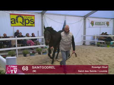 68 - Saintgodrel - Saint des Saints / Loumie - Rosetgri Stud