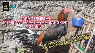Download lagu Cara Terhebat Membuat Nafas Ayam Bangkok Stabil || ayam bangkok#ayam  #caramerawatayam mp3
