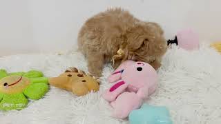 ハーフ犬の動画01