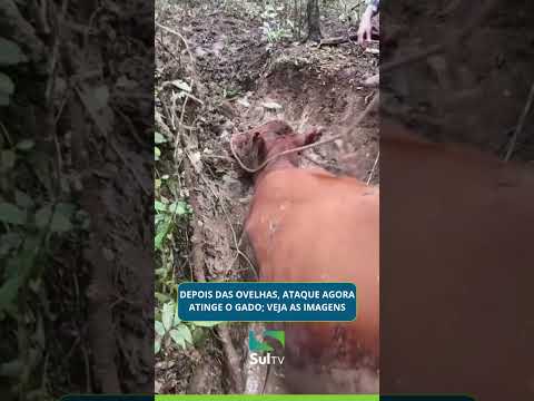 Depois das ovelhas, ataque agora atinge o gado; veja as imagens