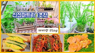 채소 수경재배 & 집밥 Vlog - 성장과정 (5/31~6/06)/ 오이소박이, 깻잎김치, 짜장밥, 분홍소세지구이, 달걀샌드위치, 알배추겉절이(with.적겨자잎)
