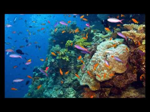 Thumbnail for Great Barrier Reef by Reef (band)