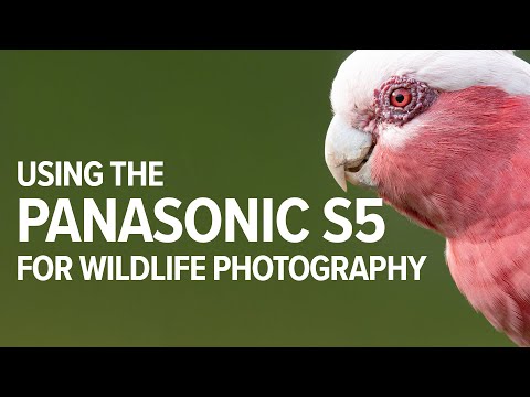 Panasonic S5 Auto Focus Guide for Wildlife Photography