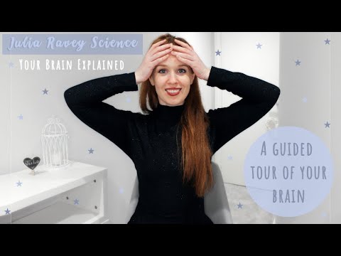 Your Brain Explained: A Guided Tour of Your Brain