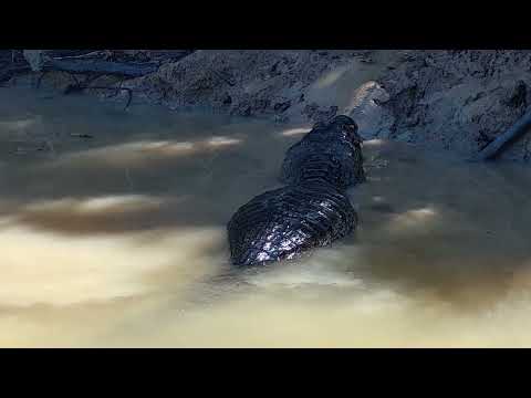 Pantanal Junho 2024 - Seleção de 27 Pagodes - 27 anos sem Tião Carreiro