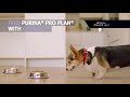Purina Pro Plan Alimentation sèche Small & Mini Adult 9+, Poulet, 3 kg