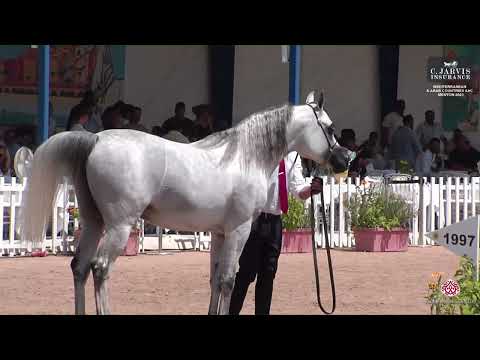 N 96 D ARGHAD   Mediterranean and Arab Countries AHC   Menton 2023   Stallions 8+ Years Old Class 10