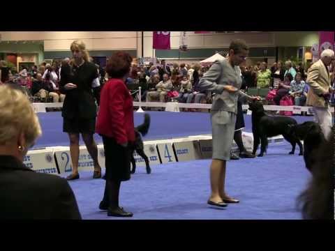AKC Dog Show