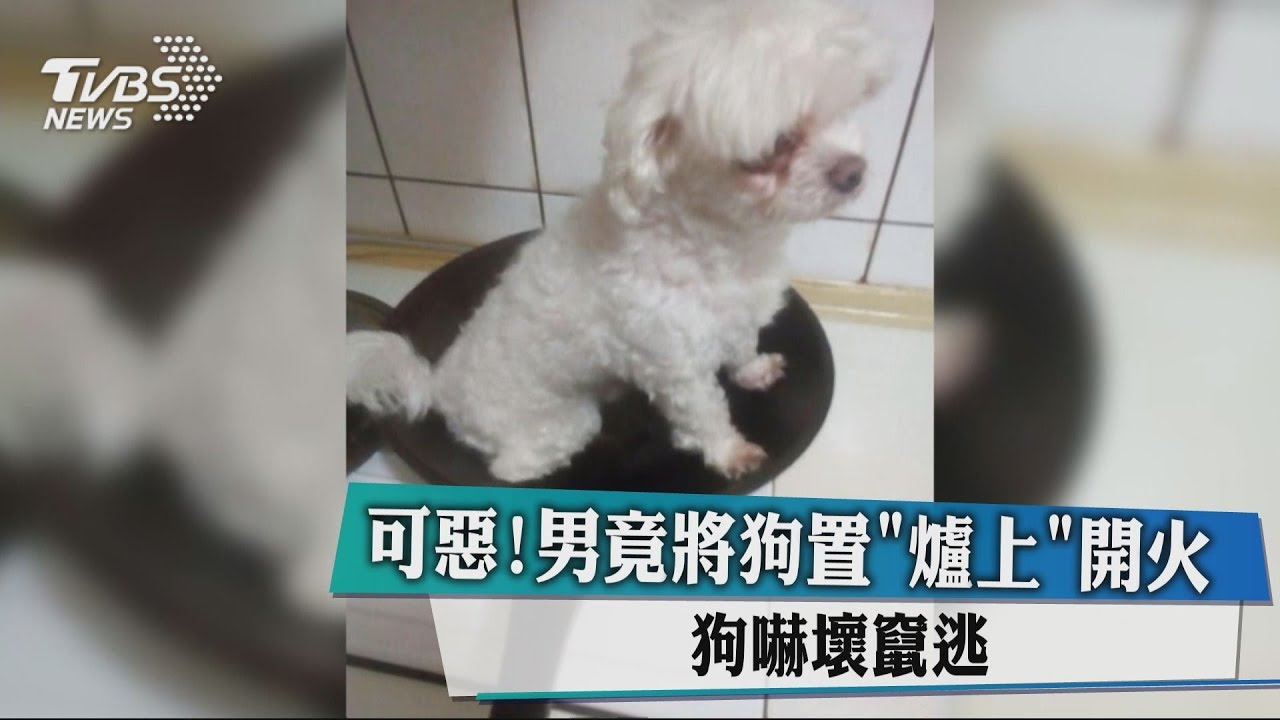 可惡!男竟將狗置「爐上」開火 狗嚇壞竄逃
