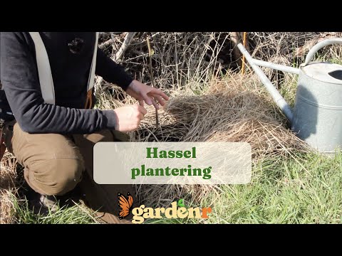 Hasselplantering - Trädgårdshacks med GardenR