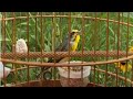 Suara Burung - (Serinus Mozambicus) White-tipped Green Singers Singing