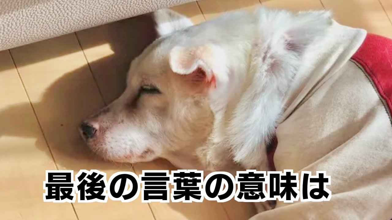 愛犬が亡くなる時に７歳の長男がかけた言葉の意味とは… #保護犬 #animalrescue #老犬　#老犬介護