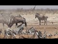 Oryx Fighting Fiercely To Establish Male Dominance Etosha NP 2019