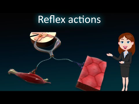 Reflex actions || 3D animated explanation || class 10th || Control and Coordination ||