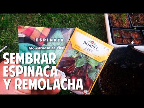, title : 'Cómo plantar espinaca y remolacha - Asociación de cultivos @cosasdeljardin'