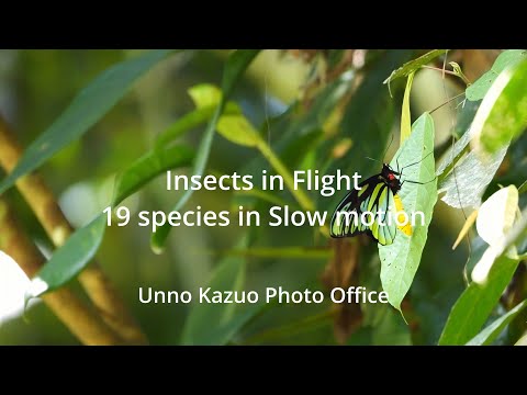 Insects in Fright 19 species in SLOW MOTION