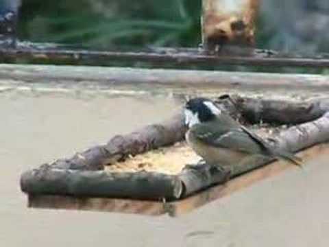 Parus Ater - Pelea - Fighting