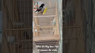 Deco BIG C RJ