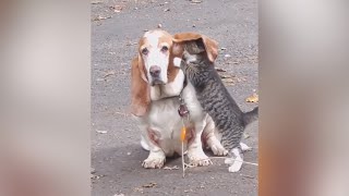 THIS CAT and DOG clips WILL MAKE your DAY - TRY NOT to LAUGH