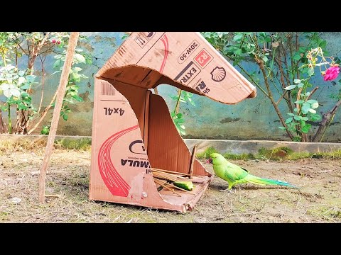 how to easy bird catching parrot