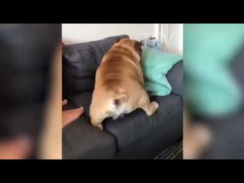 Funny dog and cat compilation