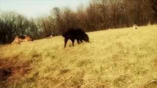 preview picture of video 'Wir starten in den Frühling | Leihfrauchen - Julia Weber, Tierbetreuung mit Herz'