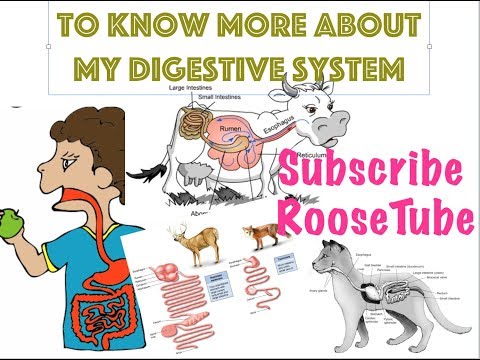 difference in carnivores & herbivores intestine |Human Digestive System-III |RooseTube