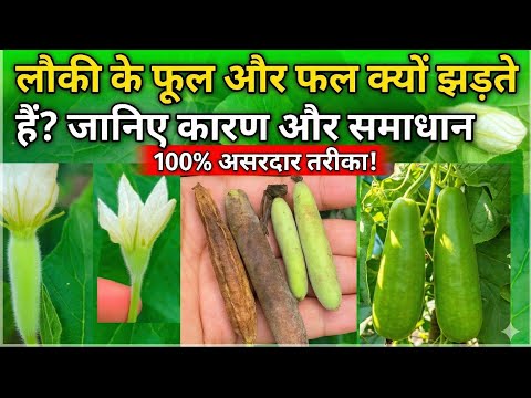 Why does bottle gourd shed its flowers and fruits repeatedly? Just this one mistake!" #youtube #y...