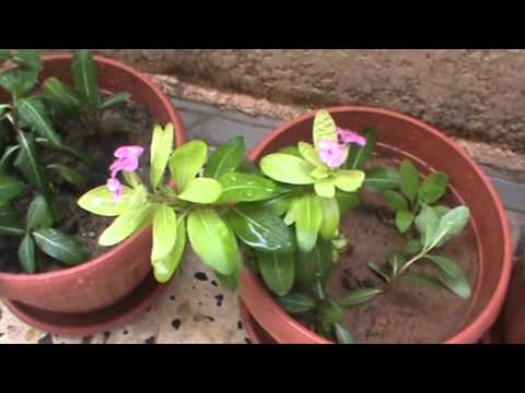 2015 10 31 garden jraba