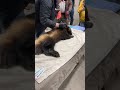 Utah DWR examines wolverine, the first-ever captured