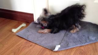 Yorkshire Terrier Yorkie Puppy For Sale - 4 Months, Alfie ..